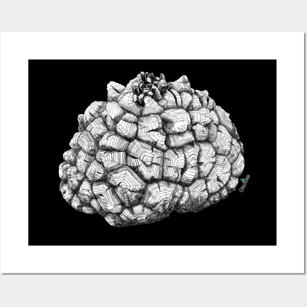 Dioscorea Elephantipes Caudex Wall Art by Cactee